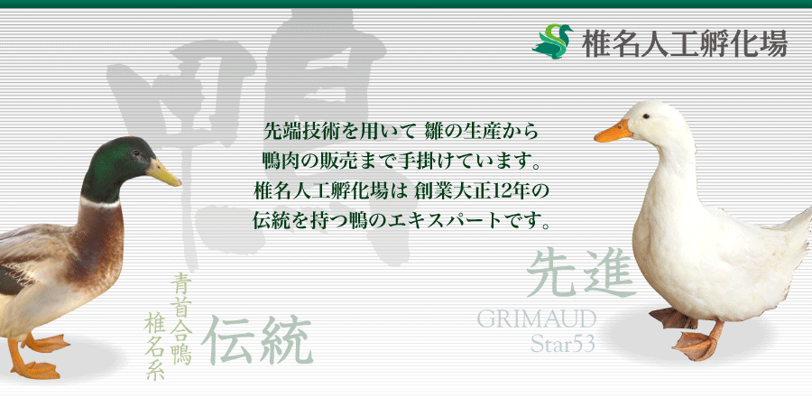 先端技術を用いて合鴨の雛の生産から鴨肉の販売まで手がけています。椎名人工孵化場は創業大正12年の伝統を持つ鴨のエキスパートです。